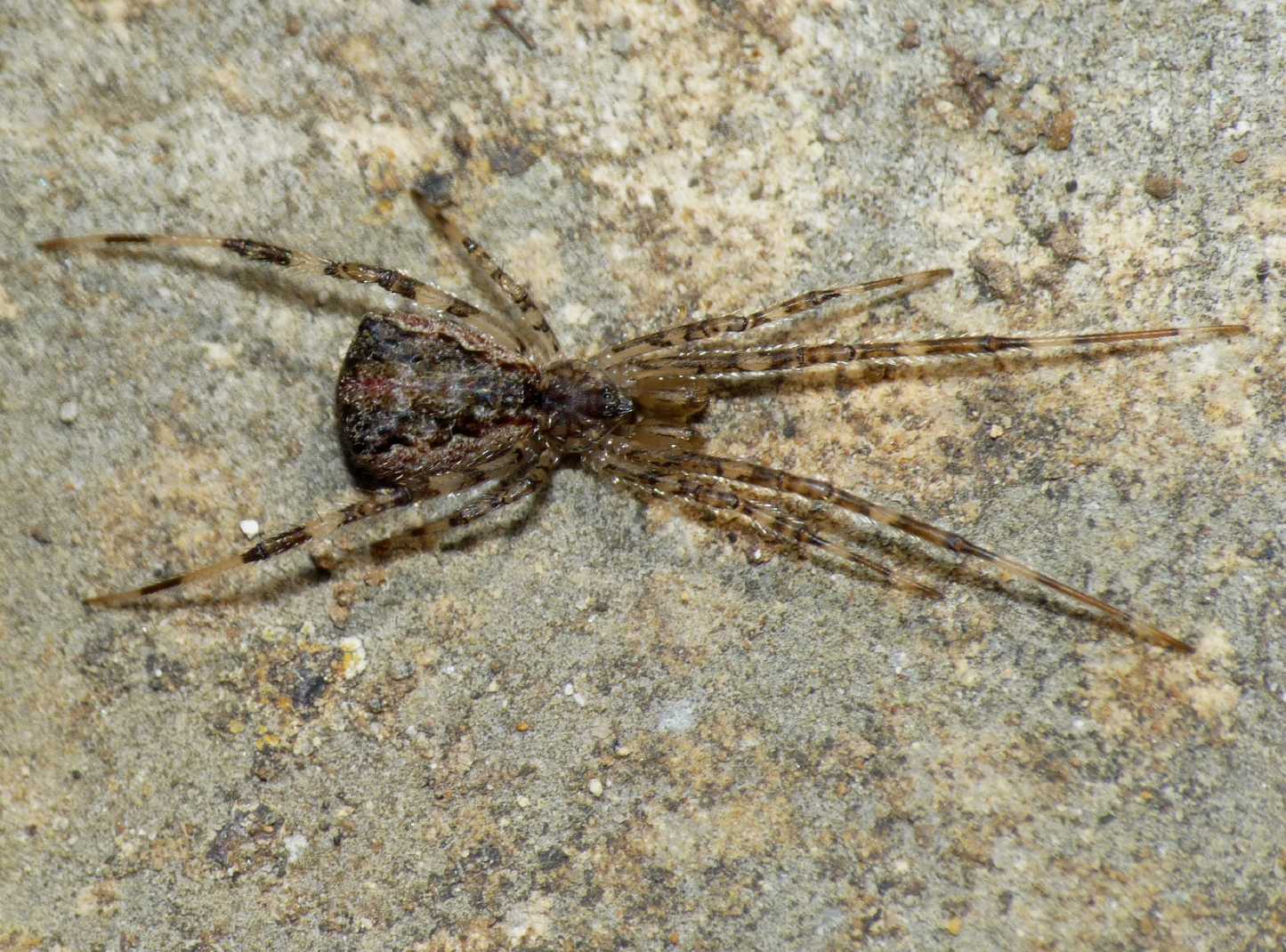 Episinus cf. maculipes